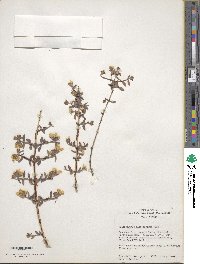 Philadelphus microphyllus image