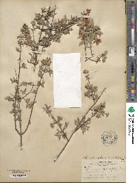 Philadelphus microphyllus image