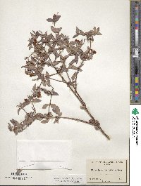 Philadelphus microphyllus image