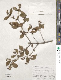 Philadelphus pubescens var. intectus image