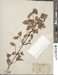 Philadelphus grandiflorus image