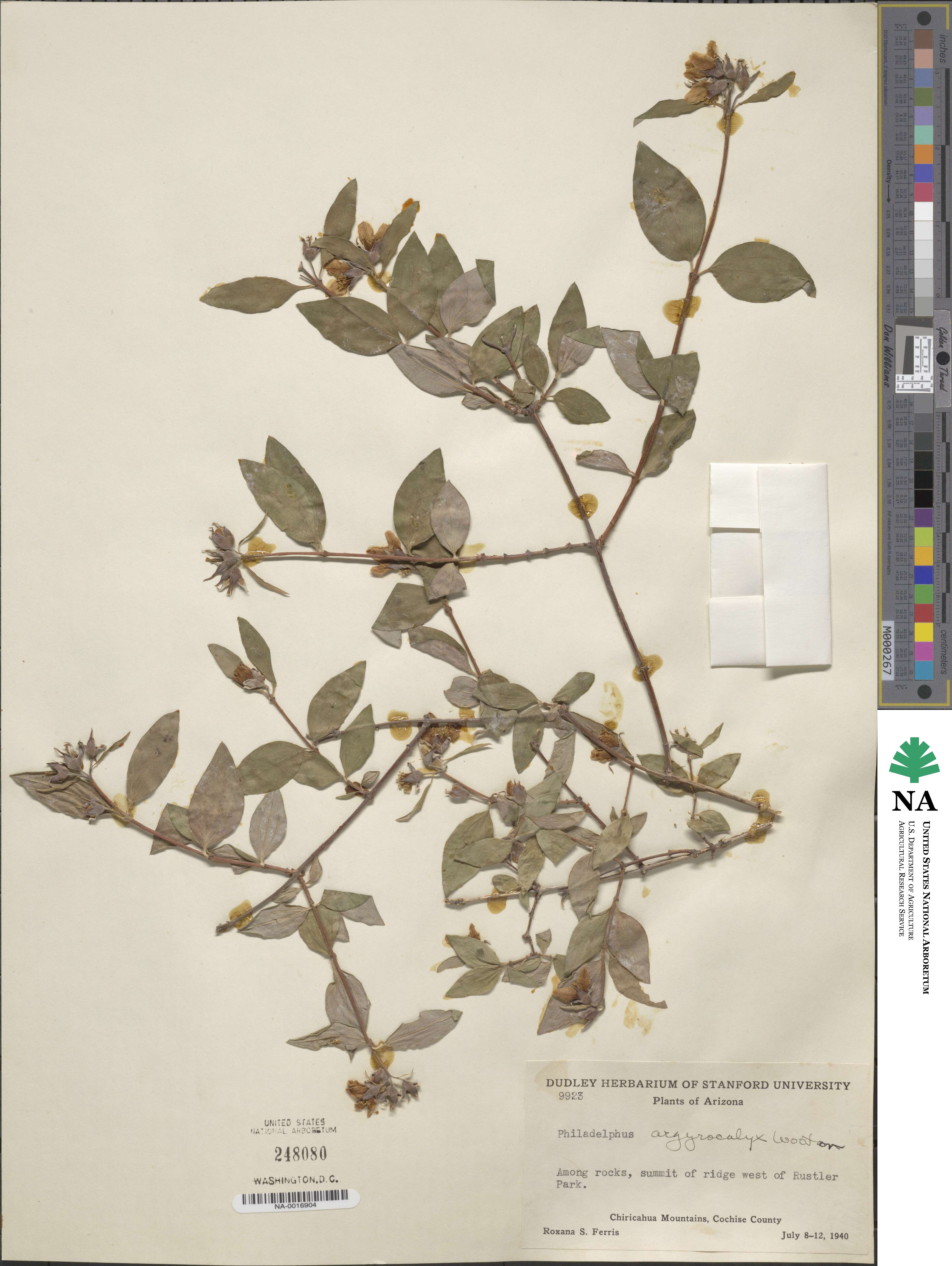 Philadelphus microphyllus var. argyrocalyx image