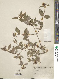 Philadelphus microphyllus image