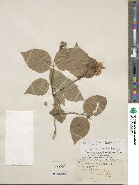 Philadelphus inodorus image