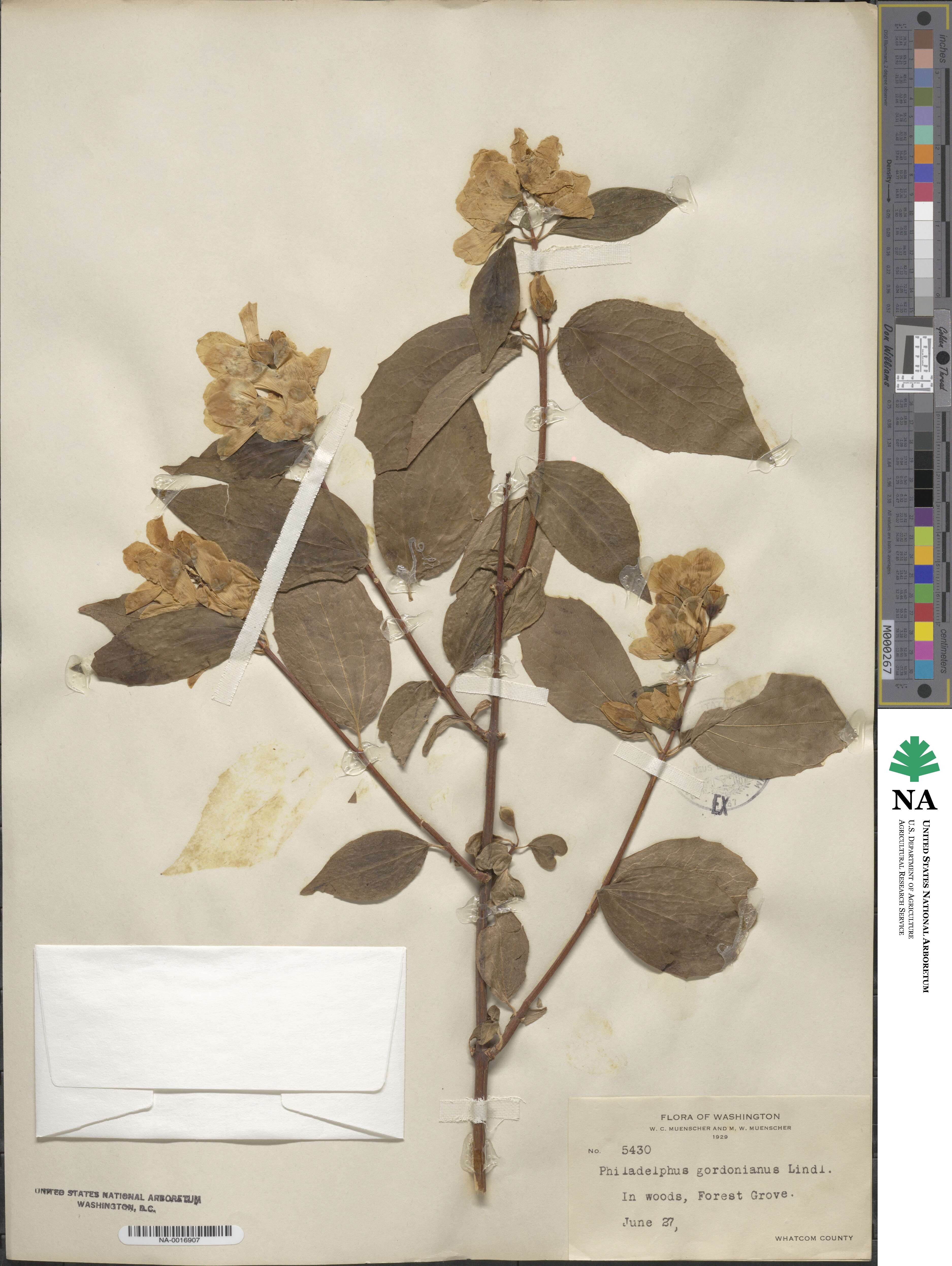 Philadelphus lewisii image