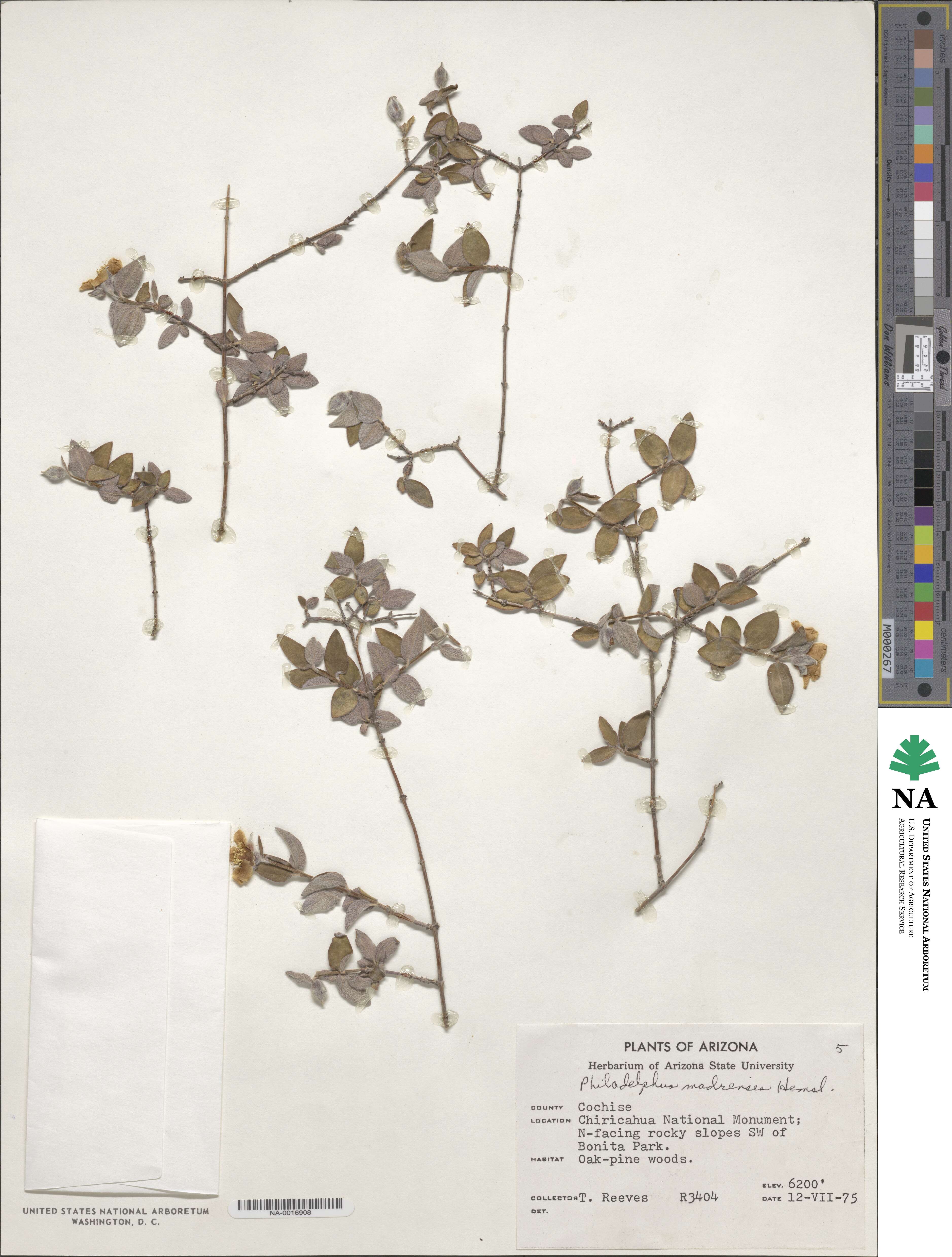 Philadelphus microphyllus var. madrensis image