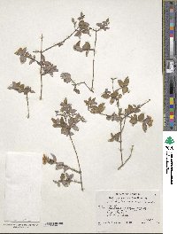 Philadelphus microphyllus image