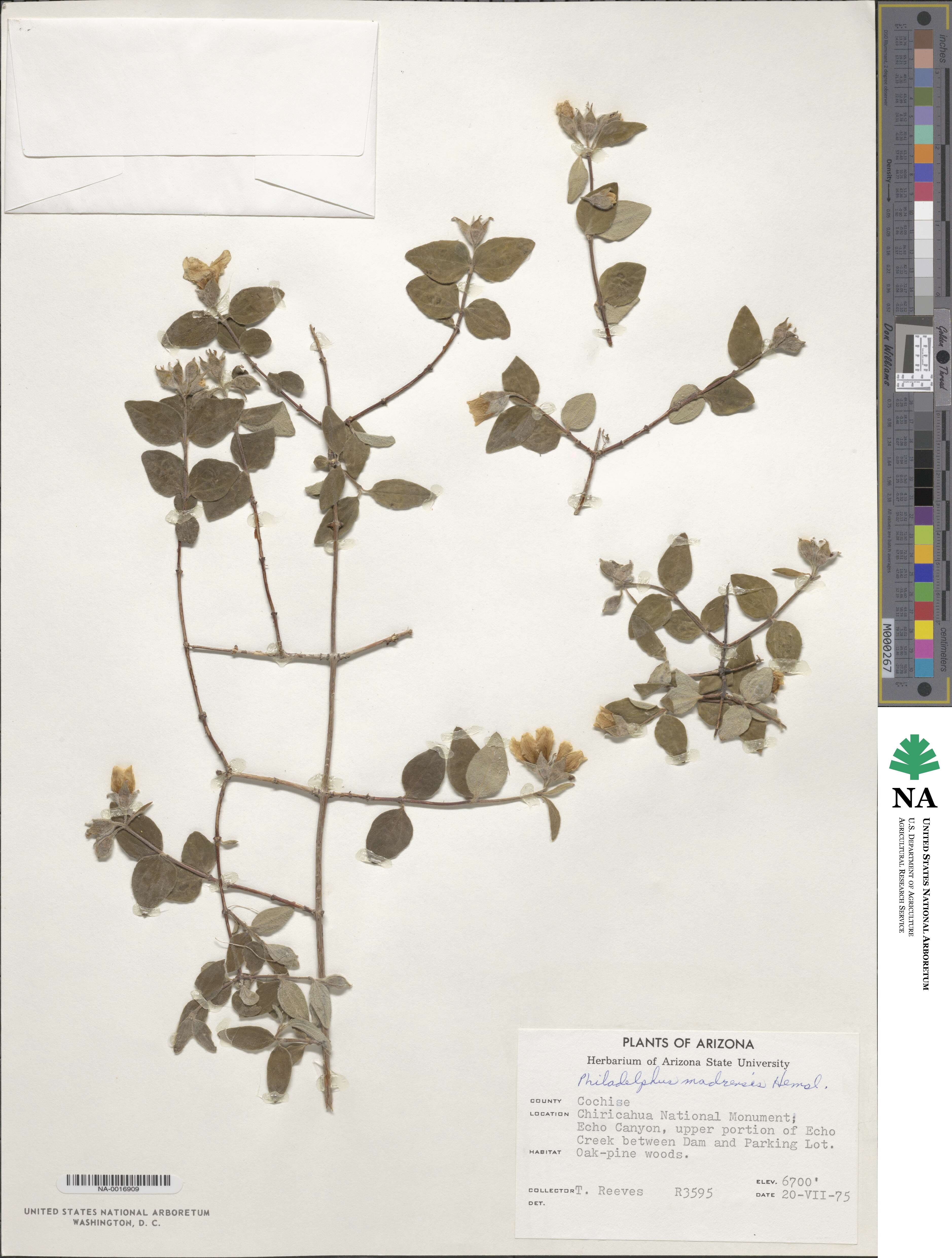 Philadelphus microphyllus var. madrensis image