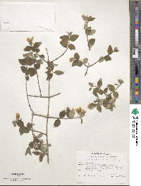 Philadelphus microphyllus var. madrensis image