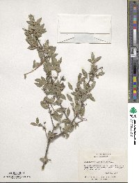 Image of Philadelphus hitchcockianus