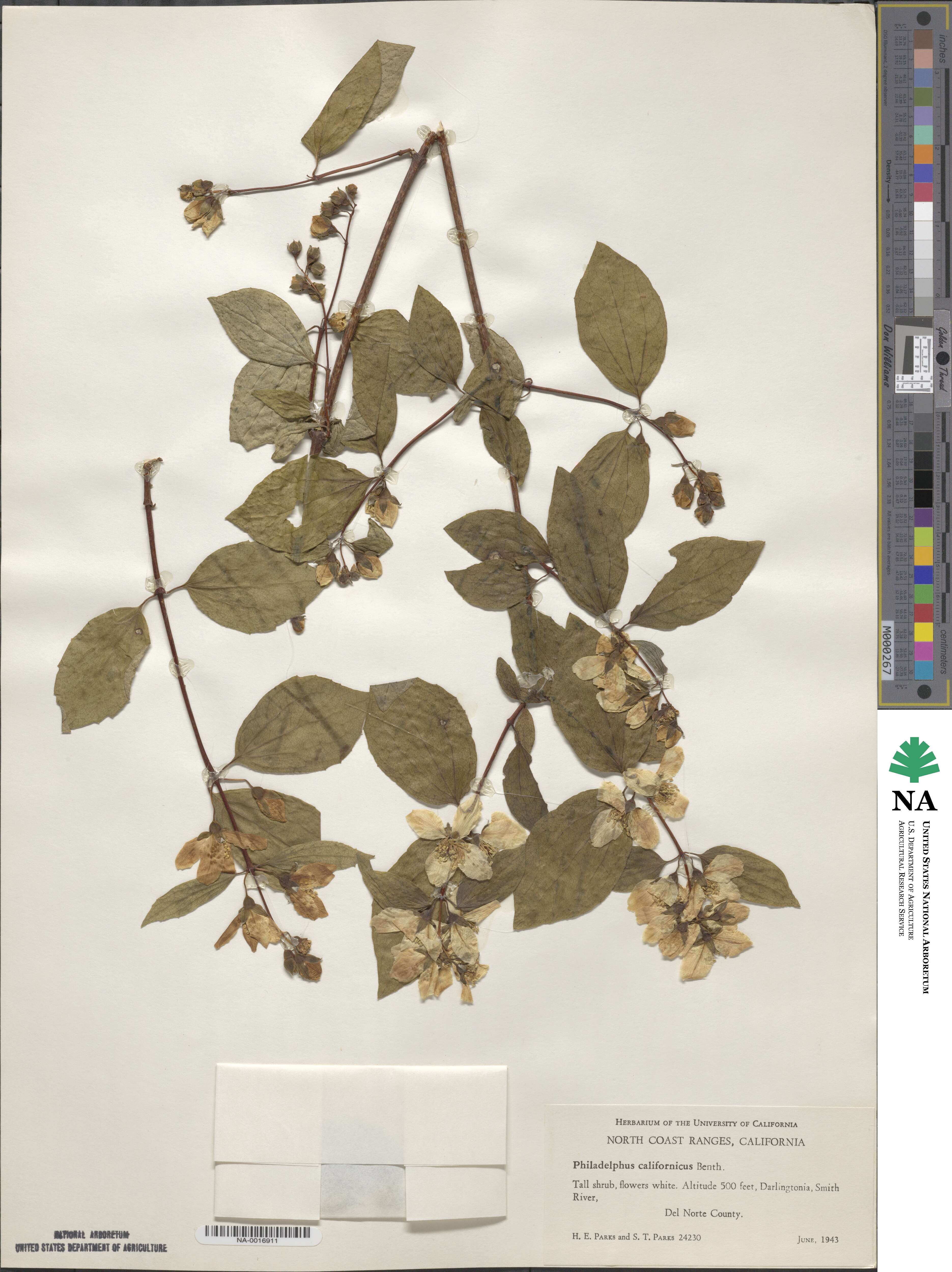 Philadelphus californicus image