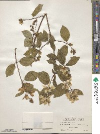 Philadelphus californicus image