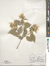 Philadelphus lewisii image