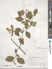 Philadelphus lewisii image