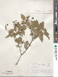 Philadelphus lewisii image