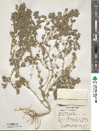 Amaranthus graecizans image