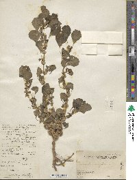 Image of Amaranthus gangeticus