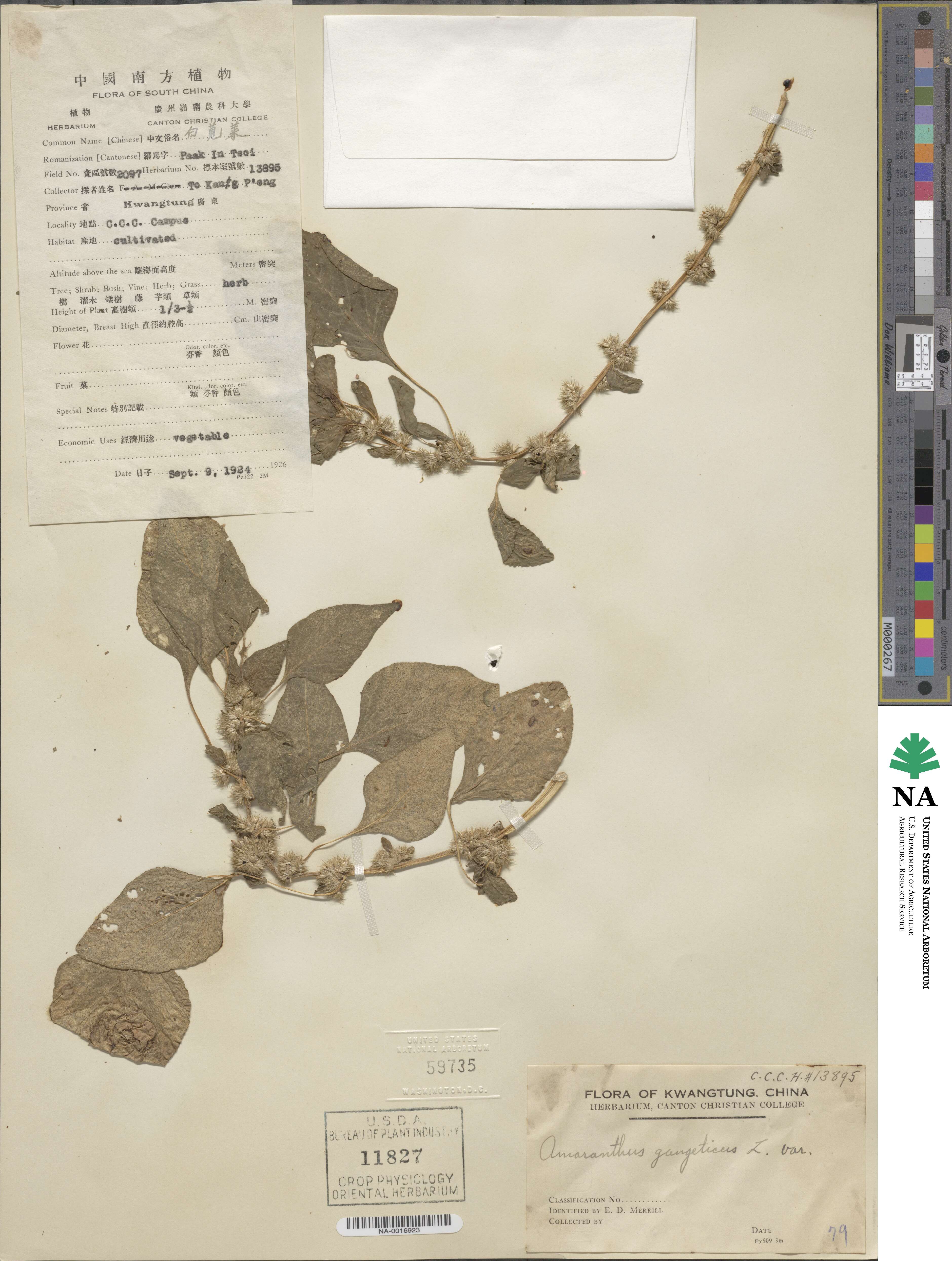 Amaranthus gangeticus image