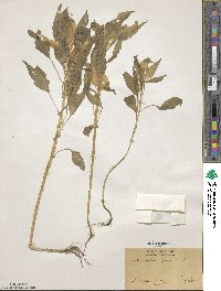 Amaranthus gangeticus image