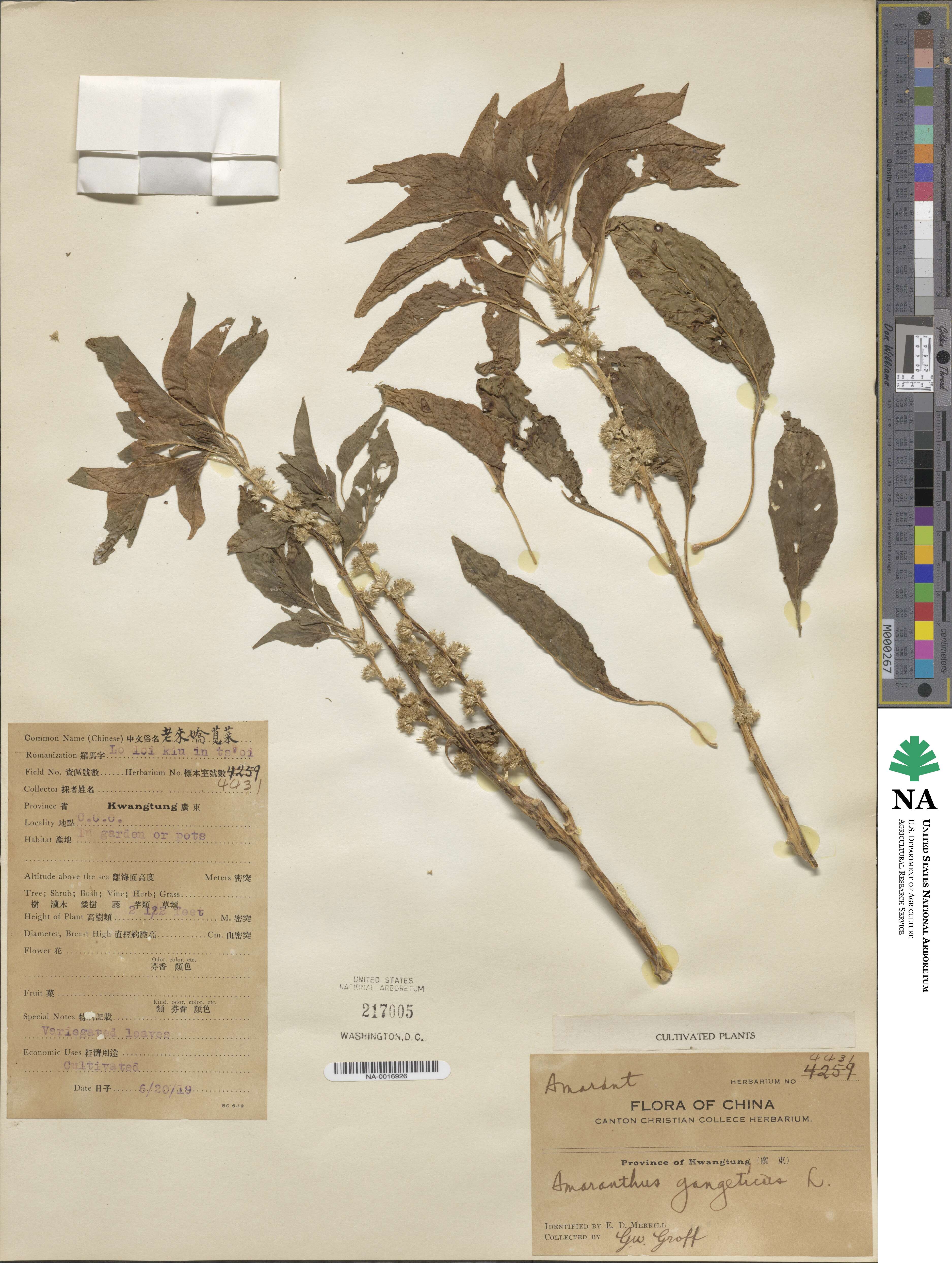 Amaranthus gangeticus image