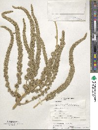 Amaranthus dubius image