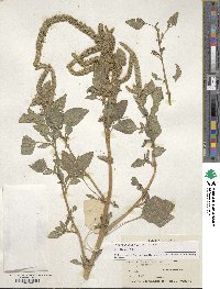 Amaranthus dubius image