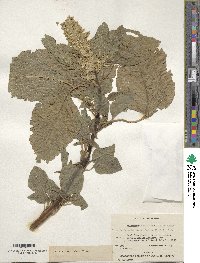 Amaranthus dubius image