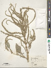 Amaranthus dubius image