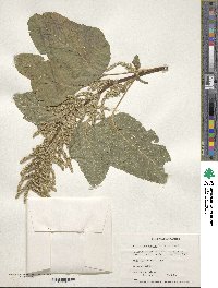 Amaranthus dubius image