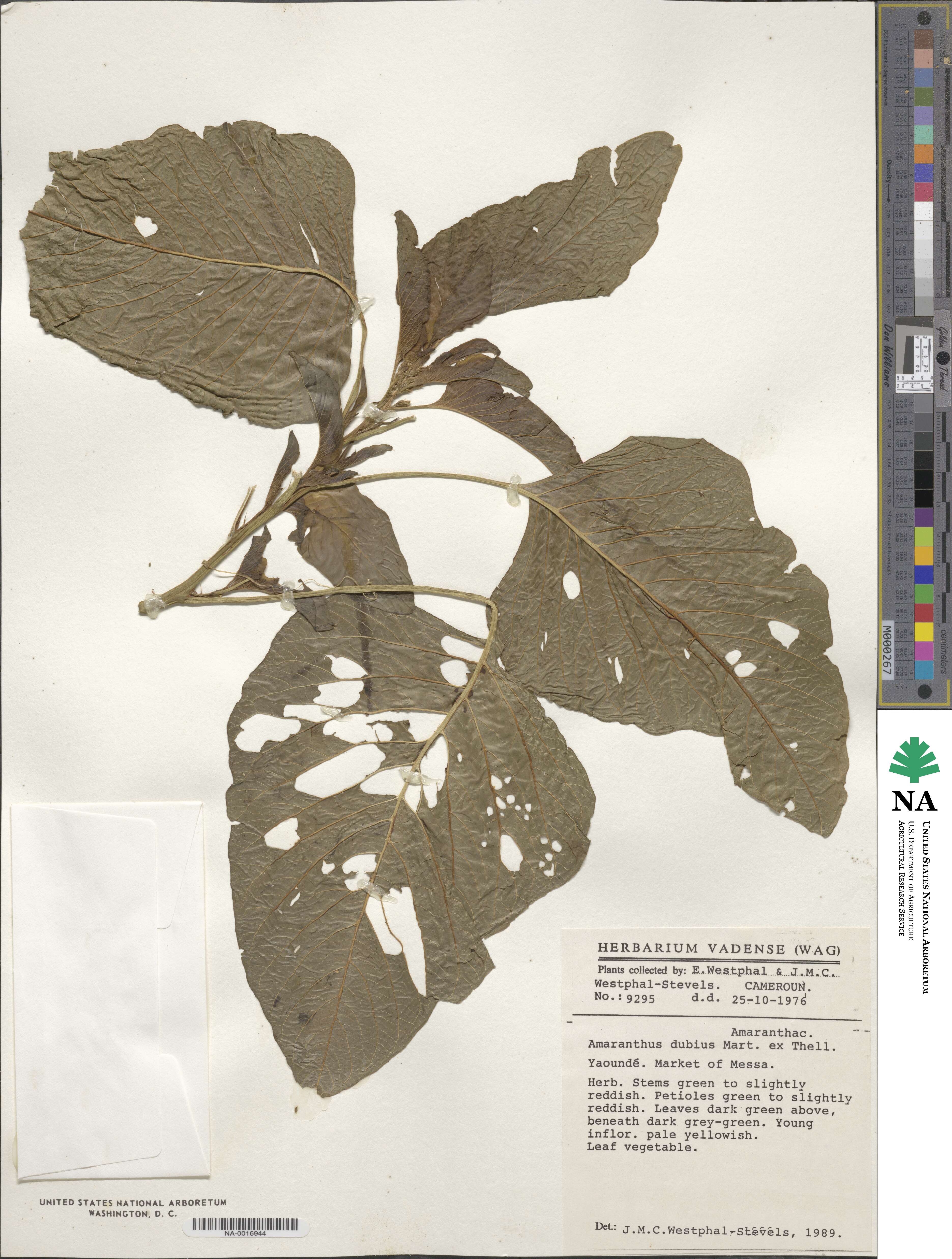 Amaranthus dubius image