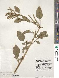 Amaranthus dubius image