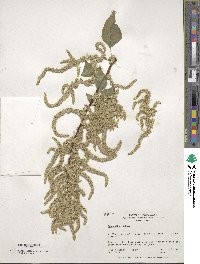 Amaranthus dubius image