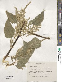 Amaranthus dubius image