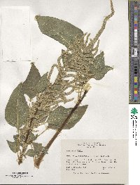 Amaranthus dubius image