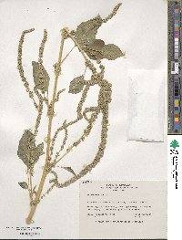 Amaranthus dubius image