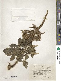 Amaranthus dubius image