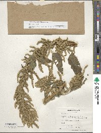 Amaranthus dubius image