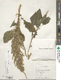 Amaranthus dubius image