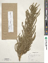 Amaranthus dubius image