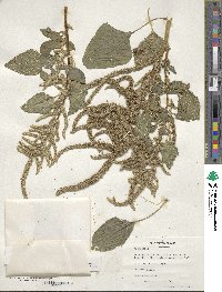 Amaranthus dubius image