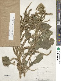 Amaranthus dubius image