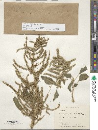 Amaranthus dubius image