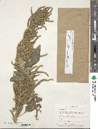 Amaranthus dubius image