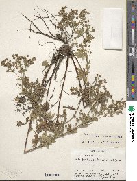 Potentilla inclinata image