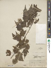 Acer tataricum image