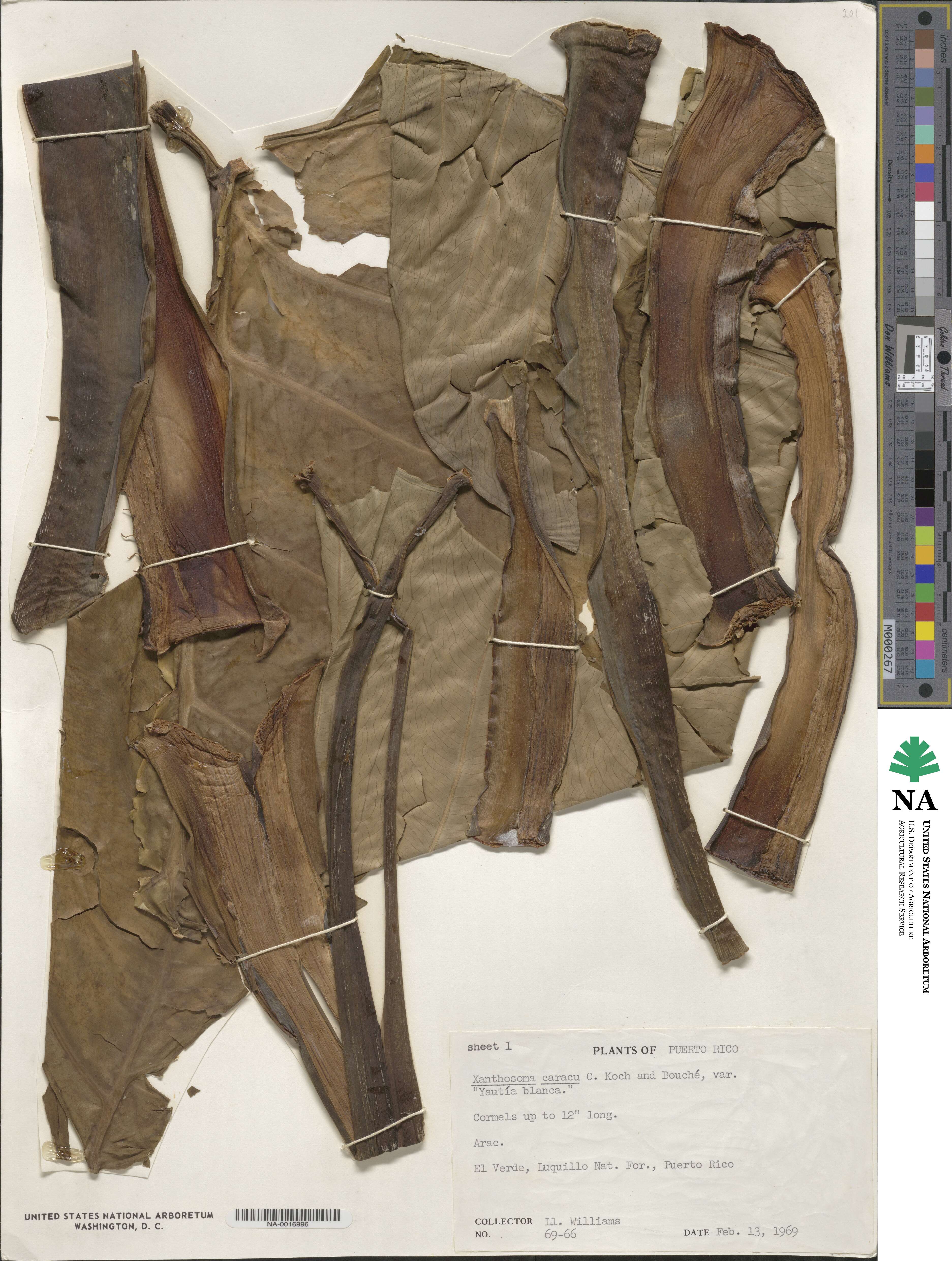 Xanthosoma caracu image