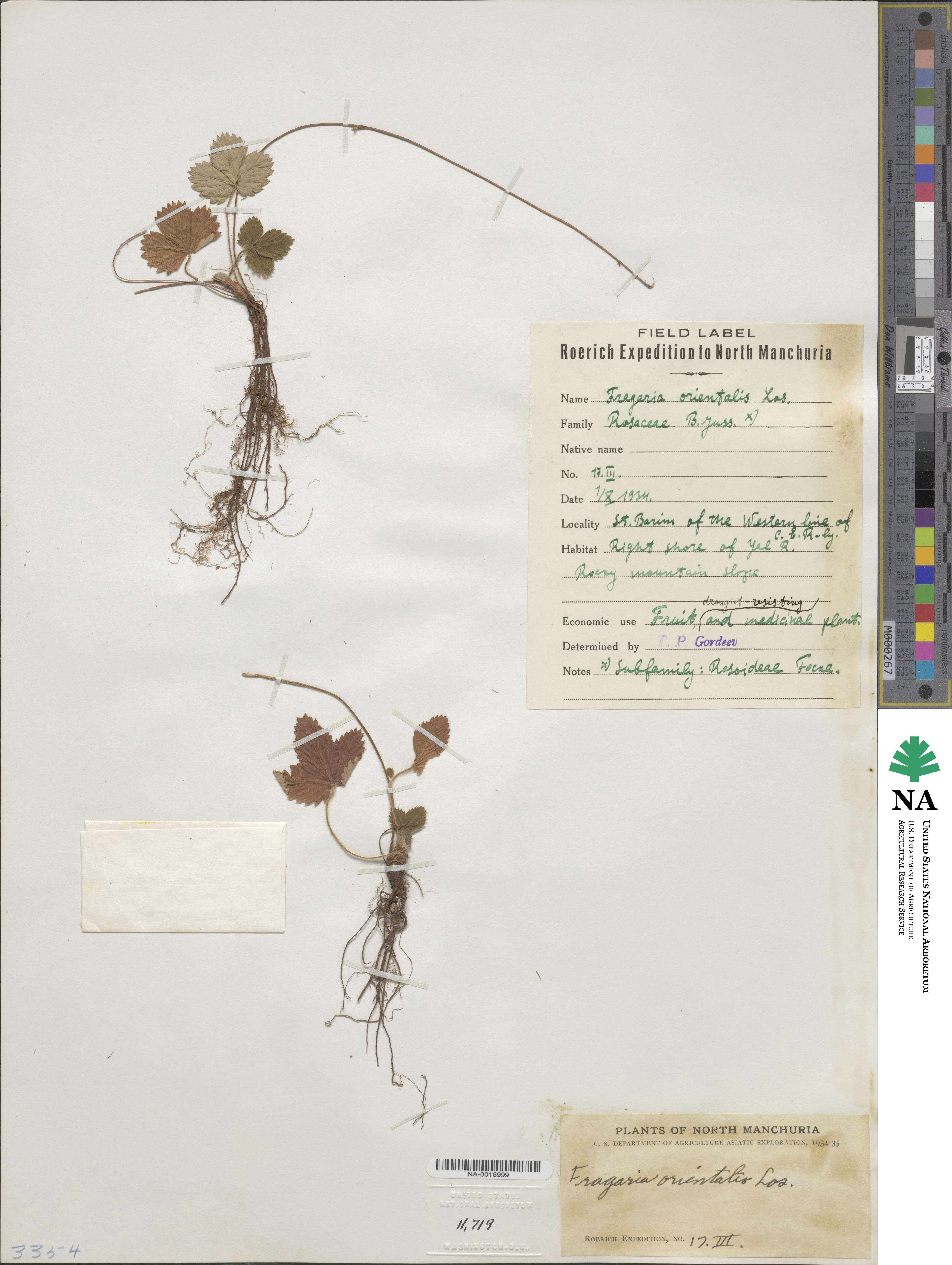 Fragaria orientalis image