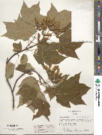 Acer saccharum image