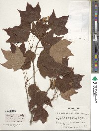 Acer saccharum subsp. saccharum image