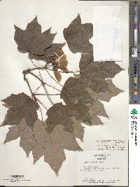 Acer saccharum image